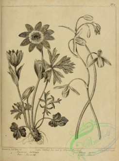 botanical-09439 - black-and-white 052-Star Anemone, anemone hortensis, Lesser Albuca, albuca minor