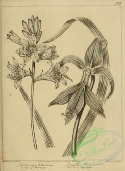 botanical-09440 - black-and-white 053-Savoy Anthericum, anthericum lilastrum, Jacobean Amaryllis, amaryllis formosissima