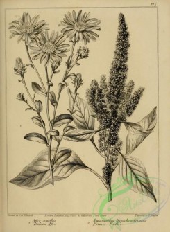 botanical-09444 - black-and-white 057-Italian Aster, aster amellus, Princess Feather, amaranthus hypochondriacus