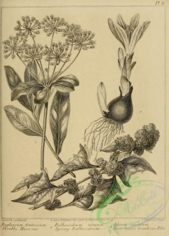 botanical-09446 - black-and-white 059-Shrubby Hares-ear, bupleurum fruticosum, Spring Bulbocodium, bulbocodium vernum, Berry headed Strawberry-Blite, blitum capitatum
