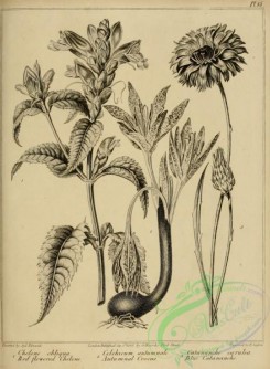 botanical-09451 - black-and-white 064-Red flowered Chelone, chelone obliqua, Autumnal Crocus, colchicum autumnale, Blue Catananche, catananche caerulea