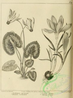botanical-09455 - black-and-white 068-Persian Cyclamen, cyclamen persicum, Spring Crocus, crocus vernus