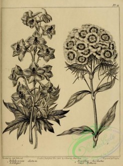botanical-09457 - black-and-white 070-Larkspur, delphinium elatum, Sweet William, dianthus barbatus