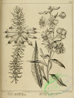 botanical-09460 - black-and-white 073-Great flowered Heath, erica grandiflora, Rose bay Willow herb, epilobium engustifolium