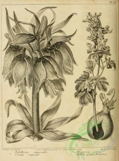 botanical-09461 - black-and-white 074-Crown imperial, fritillaria imperialis, Hollow rooted Fumitory, fumaria cava