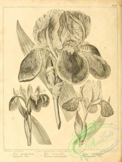 botanical-09466 - black-and-white 079-German Iris, iris germanica, Various coloured Iris, iris versicolor, Variegated Iris, iris variegata