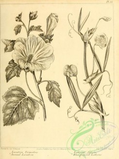 botanical-09469 - black-and-white 082-Annual Lavater, lavatera trimestris, Blue flowered Lathyrus, lathyrus sativus