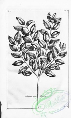 botanical-14956 - black-and-white 092