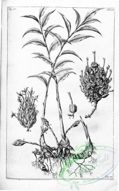 botanical-15092 - black-and-white 112