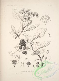 botanical-15319 - black-and-white 092-crataegus douglasii