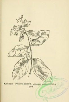 botanical-16312 - black-and-white 092-Spreading Dogbane, apocynum androsaemifolium