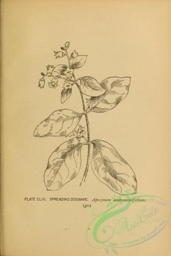 botanical-16411 - black-and-white 092-Spreading Dogbane, apocynum androsaemifolium