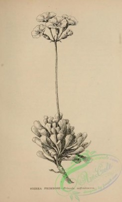 botanical-17092 - black-and-white 087-Sierra Primrose, primula suffrutescens