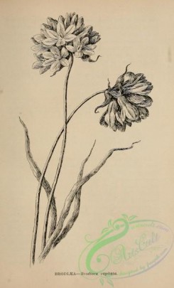 botanical-17097 - black-and-white 092-Brodiaea, brodiaea capitata
