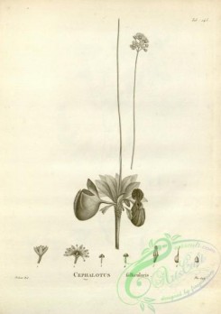 botanical-17533 - black-and-white 098-cephalotus follicularis