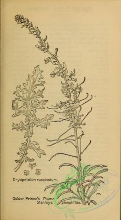 botanical-17743 - black-and-white 092-Golden Prince's Plume, stanleya pinnatifida, dryopetalon runcinatum