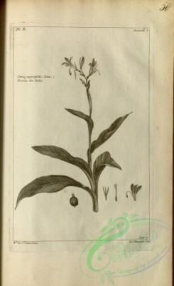 botanical-18092 - black-and-white 441-canna angustifolia