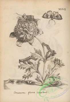 botanical-18334 - black-and-white 092-anemone