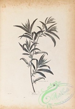 botanical-18642 - black-and-white 049-Willow