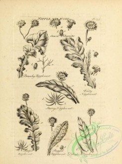 botanical-18814 - black-and-white 049-Nipple Wort