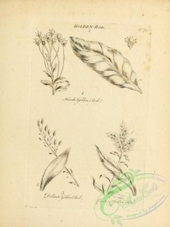 botanical-18956 - black-and-white 034-Golden Rod