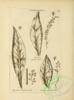 botanical-18957 - black-and-white 035-Golden Rod