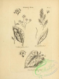 botanical-18958 - black-and-white 036-Golden Rod