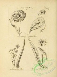 botanical-18959 - black-and-white 037-Golden Rod