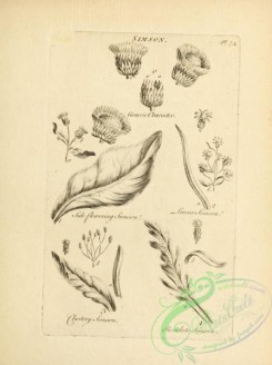botanical-18960 - black-and-white 038-Simson