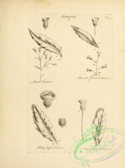 botanical-18961 - black-and-white 039-Simson
