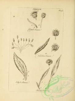 botanical-18962 - black-and-white 040-Simson