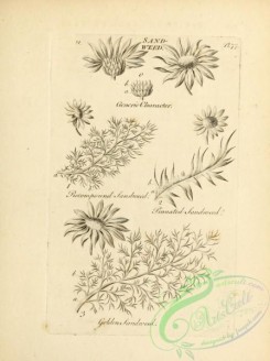 botanical-18963 - black-and-white 041-Sandweed