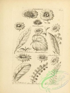 botanical-18964 - black-and-white 042-Pardwort