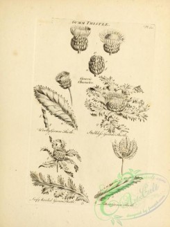 botanical-18966 - black-and-white 044-Gumm Thistle