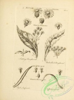 botanical-18967 - black-and-white 045-Roughweed