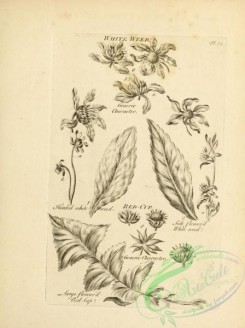 botanical-18968 - black-and-white 046-Whiteweed