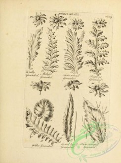 botanical-18971 - black-and-white 049-Groundsel