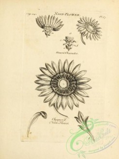 botanical-18973 - black-and-white 051-Noon-flower