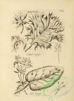 botanical-19022 - black-and-white 049-Eryngo