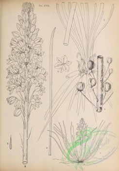 botanical-19092 - black-and-white 017-eremurus anisopterus