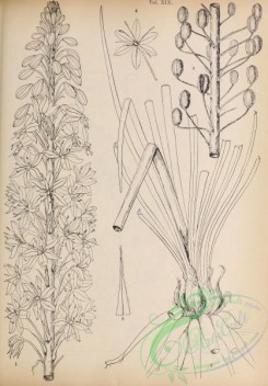 botanical-19094 - black-and-white 019-eremurus luteus
