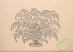botanical-19124 - black-and-white 004-adiantum bausei