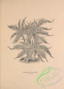 botanical-19125 - black-and-white 006-adiantum novae-caledoniae