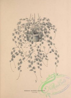 botanical-19135 - black-and-white 019-adiantum lunulatum dolabriforme