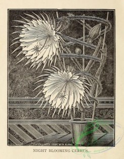 botanical-19369 - black-and-white 001-Night Blooming Cereus