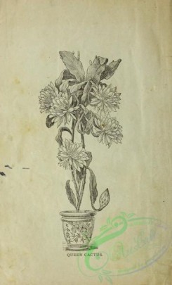 botanical-19371 - black-and-white 003-Queen Cactus