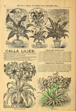 botanical-19372 - black-and-white 004-Calla Lilies, Amaryllis
