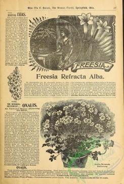 botanical-19373 - black-and-white 005-Freesia, Oxalis