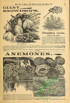 botanical-19374 - black-and-white 006-Giant Snowdrops, Anemones