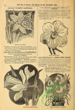botanical-19376 - black-and-white 008-Daffodil, Narcissus